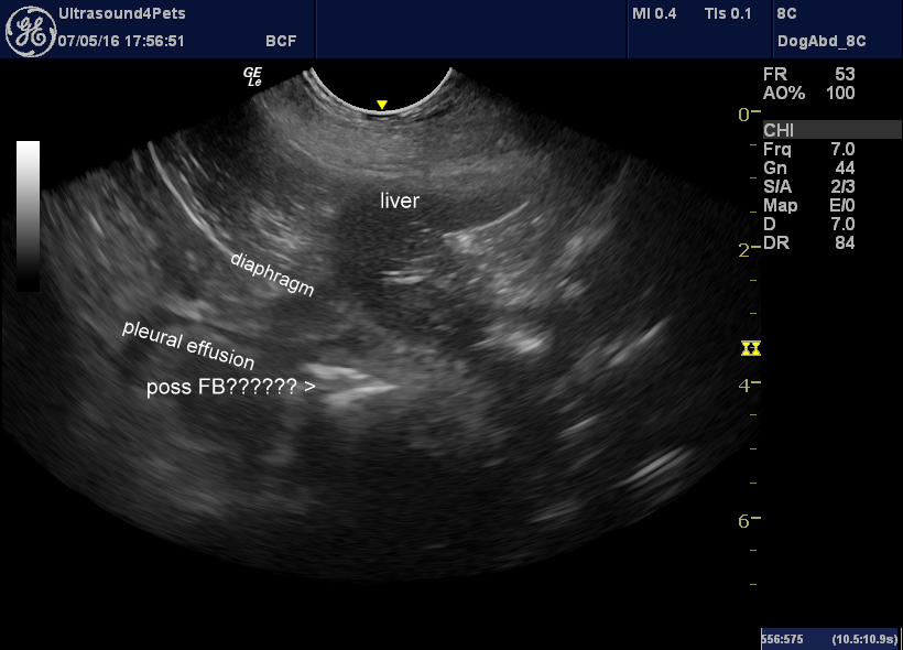 tentative possible FB immediately cranial to diaphragm on LHS relatively ventral